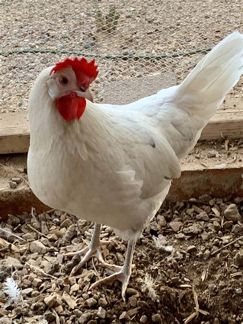 Whites chicken - Dec 9, 2023 · The California White hens are typically 18 inches tall and are 5 to 6 lbs in weight. They are egg-laying chickens that are valued for their size and productivity. However, the California White roosters, are bigger at 20 inches and are 6 to 8 lbs. Roosters fertilize hens’ eggs and keep the flock safe from predators. 